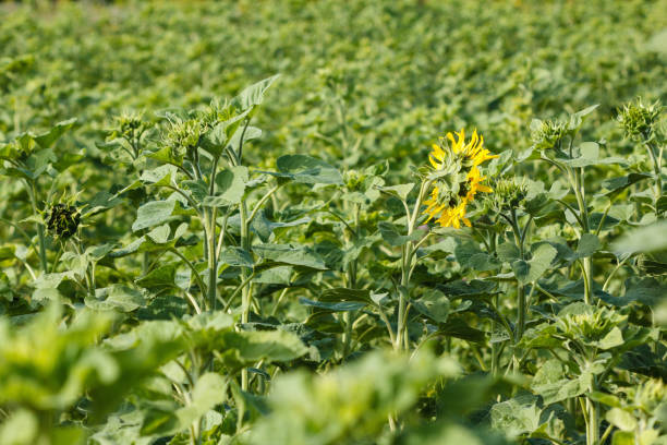 Field of young green sunflower plants, agriculture
