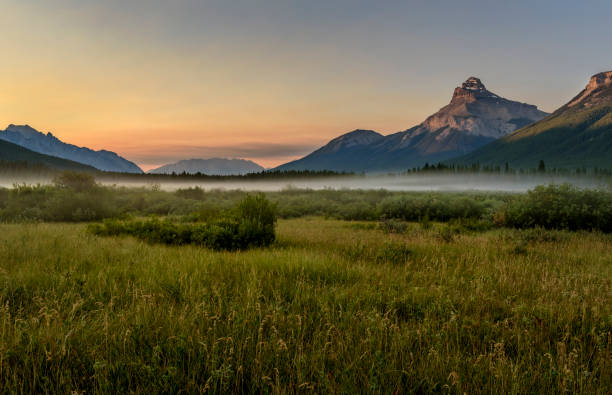 istock Moose Meadow Banff National Park Alberta Canada 827784294