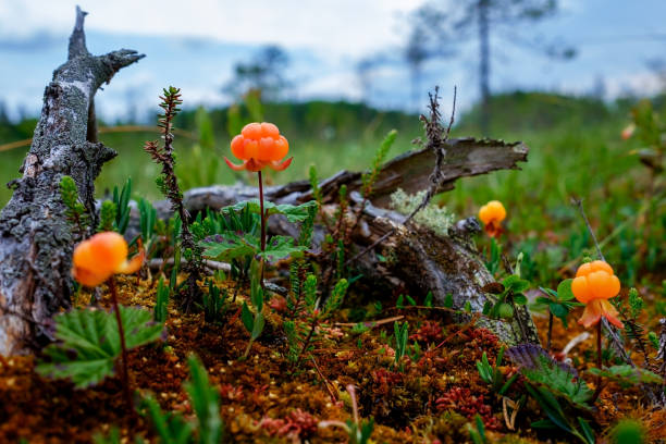 Ripe cloudberry grows on a swamp in Russia. stock photo