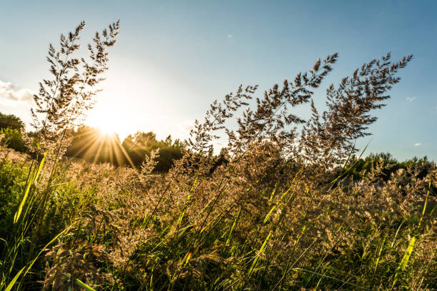 istock Long summer dry grass against a sunset. 827784616