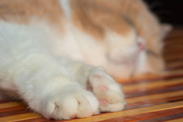 gato - almohadillas pata de animal fotos fotografías e imágenes de stock