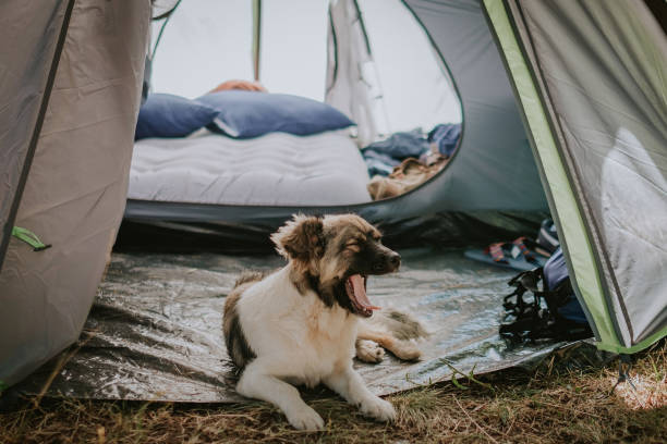istock Cozy tent and dog 827788920
