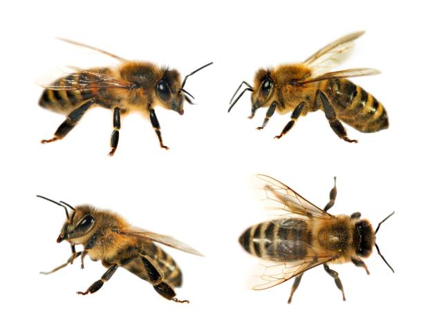 istock group of bee or honeybee on white background, honey bees 827792010
