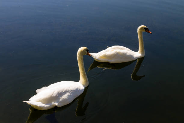 istock Pair of white swans floating on the lake 827793038