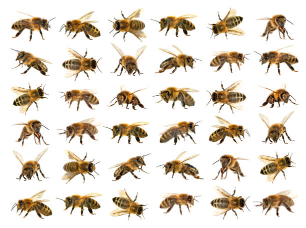 istock group of bee or honeybee on white background, honey bees 827793196