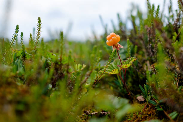 istock Ripe cloudberry grows on a swamp in Russia. 827795612