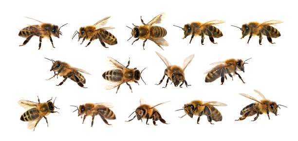 istock group of bee or honeybee on white background, honey bees 827795626