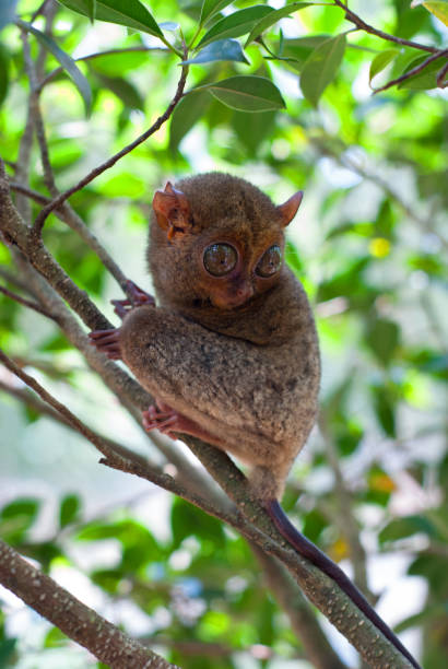 istock Tarsius of Belitung 827796224