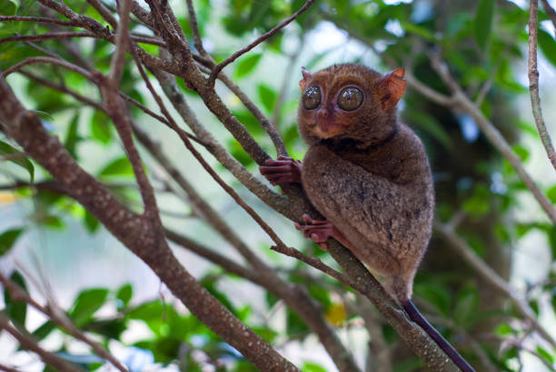 istock Tarsius of Belitung 827796228