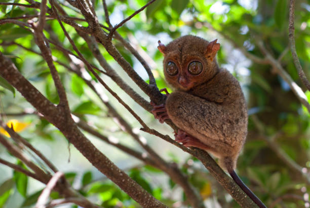 istock Tarsius of Belitung 827796230