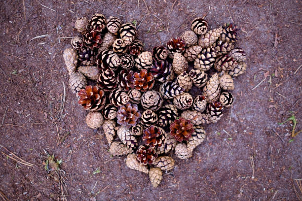 Beautiful pine laid out on the ground in the shape of a heart