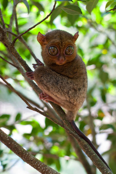 istock Tarsius of Belitung 827799144