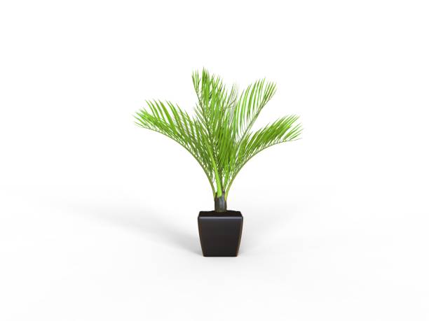 istock Plant and Flower 827799326