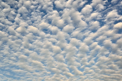 A sky filled with altocumulus clouds, called either a Mackerel Sky or a Buttermilk Sky, depends if you're a coastal person or a plains person
