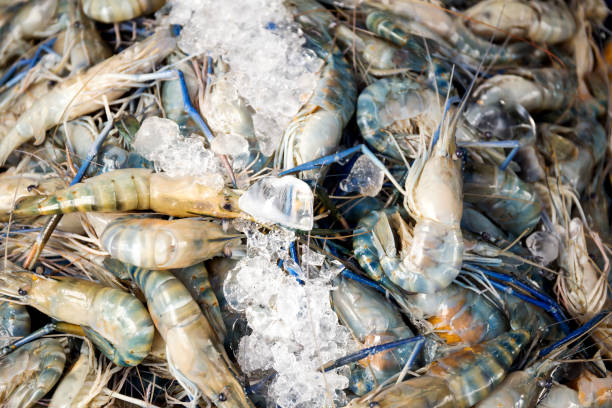 istock Shrimp in the fresh market 827803882
