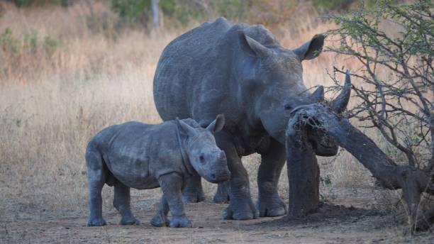 istock White rhino protecting her baby 827806452