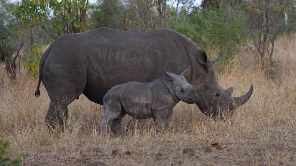 istock White rhino protecting her baby 827806464
