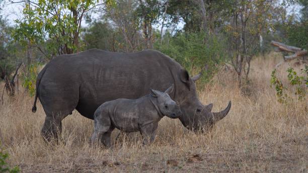 istock White rhino protecting her baby 827806472