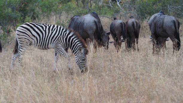 istock Zebra and wildebeest eating together 827806506