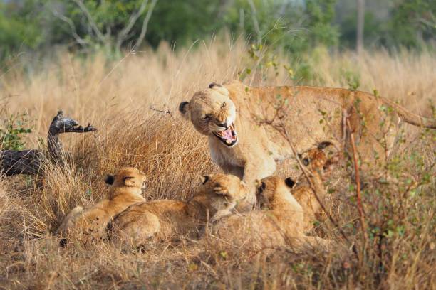 istock Lion growling at her cubs 827806566