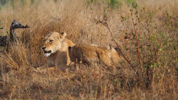 istock Lion pride females 827806582