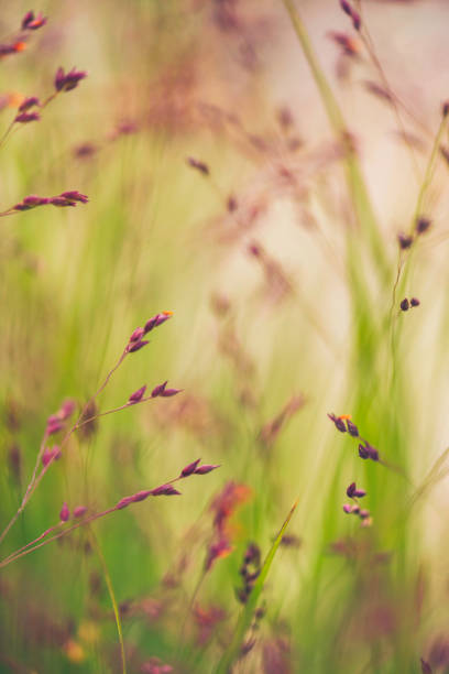 istock Beautiful ornamental grasses in summer sunlight 827806744