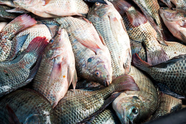 istock Tilapia fish in Thailand local market 827807082