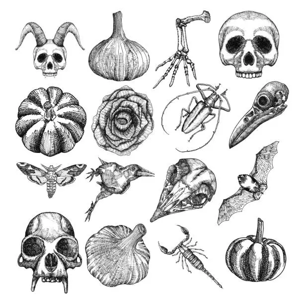 Vector illustration of Witchcraft magic, occult attributes set, decorative elements. Human, monkey skulls, garlic, skeleton lizard hand, pumpkin, black rose, bug, beetle, moth, hawkmoth, crow, bat, scorpion. Vector.