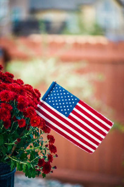 istock Vibrant chrysanthemums with American flag 827810618