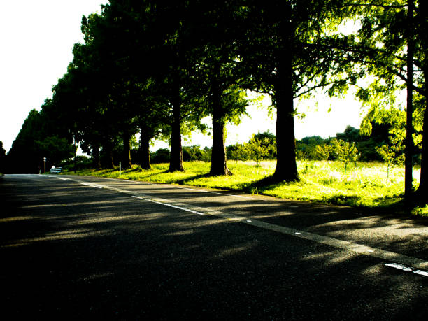 istock METASEKOIA NAMIKI 827813604