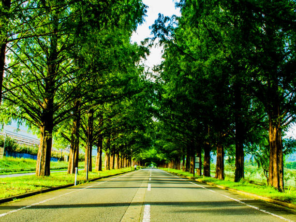 istock METASEKOIA NAMIKI 827813700