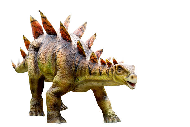 stegosaurus dinosauro e modello mostro sfondo bianco isolato - stegosauro foto e immagini stock