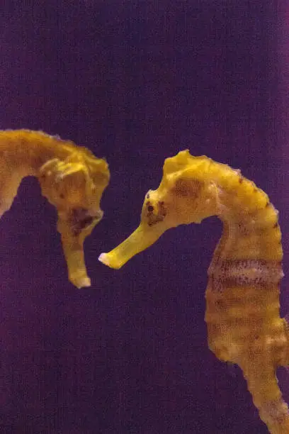 Photo of Lined seahorse Hippocampus erectus
