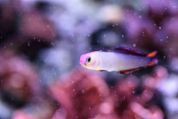 istock Purple cap firefish, Nemateleotris decora 827817574