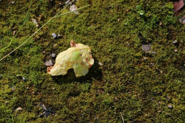 istock Autumn leaf on a natural carpet of green moss 827817746