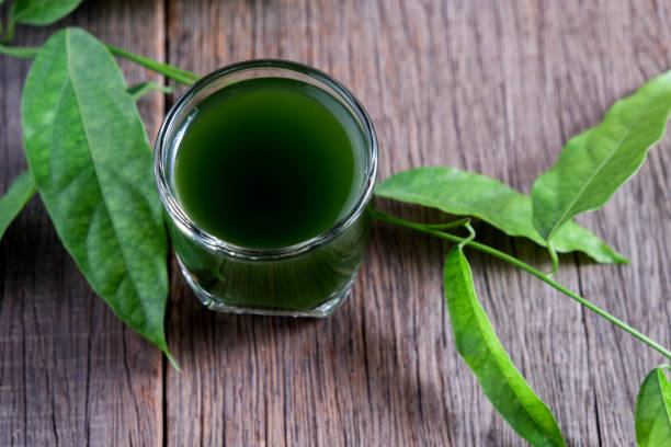 istock Bamboo grass, bai-ya-nang juice  . (Name spelled as Thailand) Tiliacora triandra 827817798