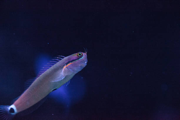 istock Tailspot Blenny Ecsenius stigmatura 827821596