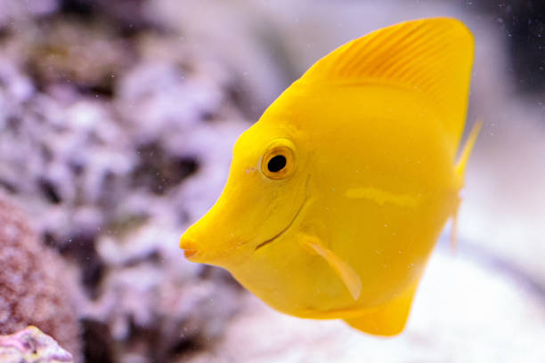 istock Yellow tang fish, Zebrasoma flavenscens 827821870