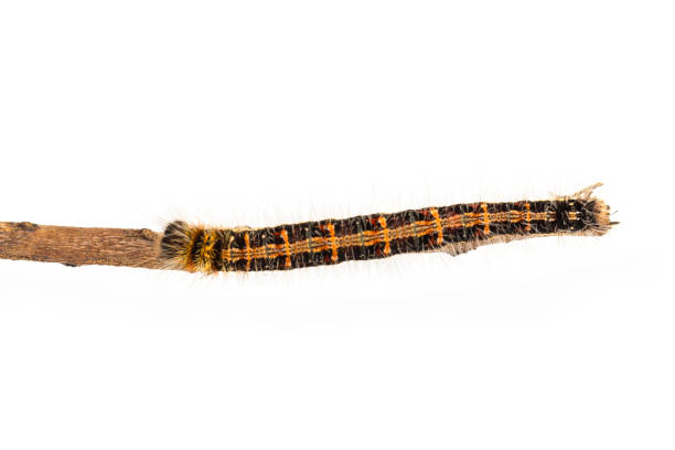 istock Last instar caterpillar of common duffer butterfly ( Discophota sondaica Boisduval ) walking on twig 827824924