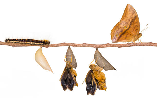 istock Life clycle of common duffer butterfly ( Discophota sondaica Boisduval ) on white 827824968