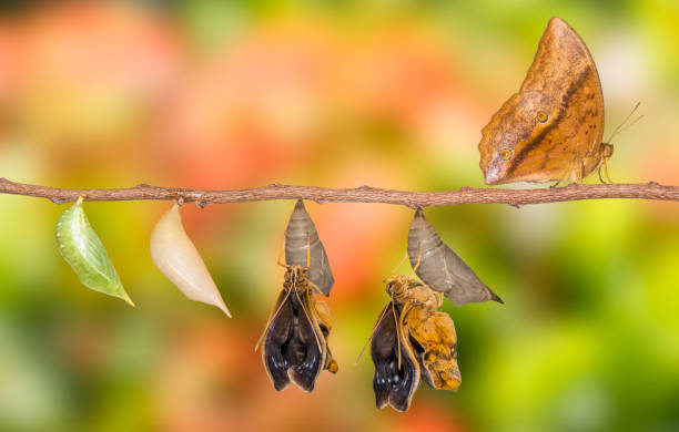 istock Life clycle of common duffer butterfly ( Discophota sondaica Boisduval ) on white 827825080
