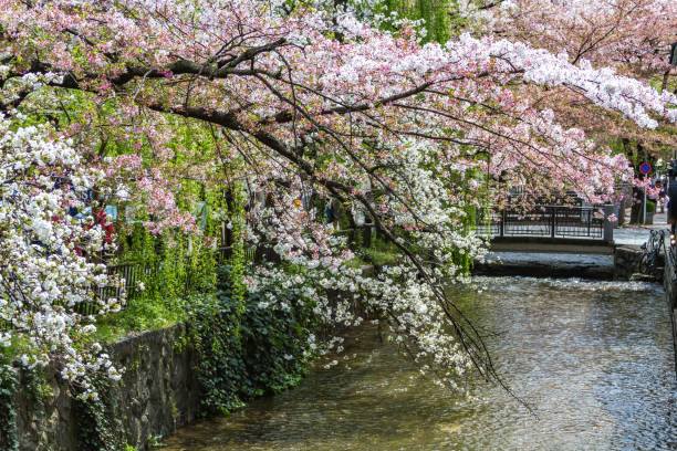 istock cherry blossoms in Kyoto, Japan 827825562