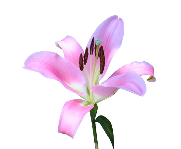 istock Pink lily flower isolated on white background 827826234
