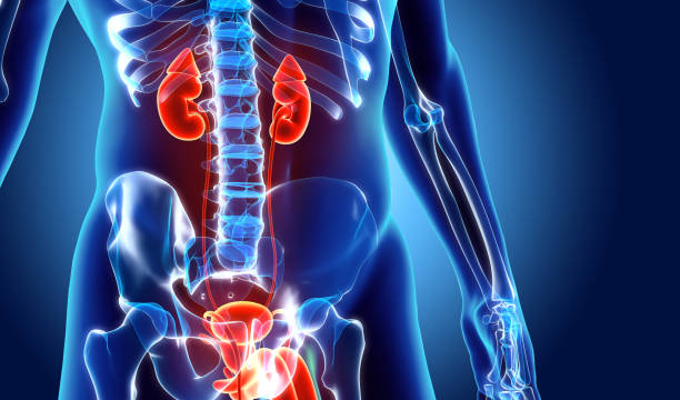 istock 3D illustration of Urinary System, medical concept. 827826346