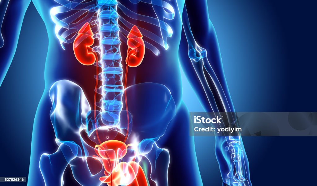 3D illustration of Urinary System, medical concept. 3D illustration of Urinary System - Part of Human Organic. Urinary System Stock Photo