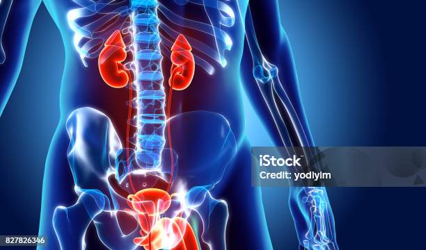 3d Illustration Of Urinary System Medical Concept Stock Photo - Download Image Now