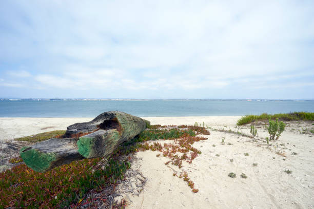 picturesque driftwood on Silverstrand beach, San Diego County stock photo