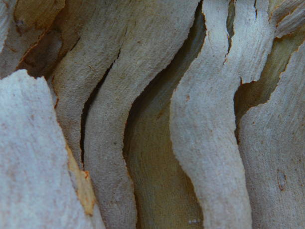 Gum tree bark detail