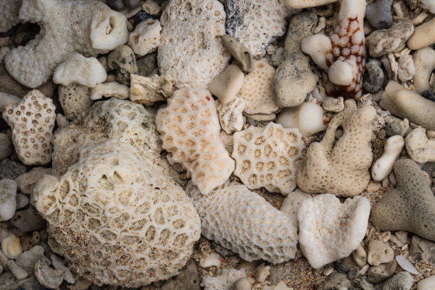 istock Sea coral on the beach 827829424