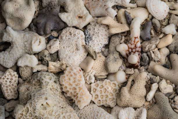 istock Sea coral on the beach 827829442